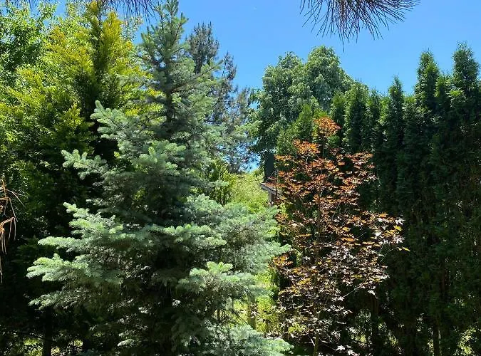 Brvnara Oaza Mira - Devojacki Bunar 펜션 Alibunar